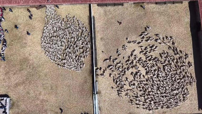 Sevimli kuzular anneleriyle buluştu, Sevgi yumağının görüntüleri yürekleri ısıttı