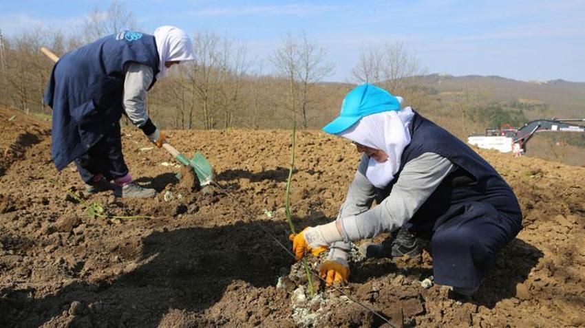 Bursa'da çiftçiye yeni gelir kapısı! Nilüfer'de atıl araziler bereketleniyor