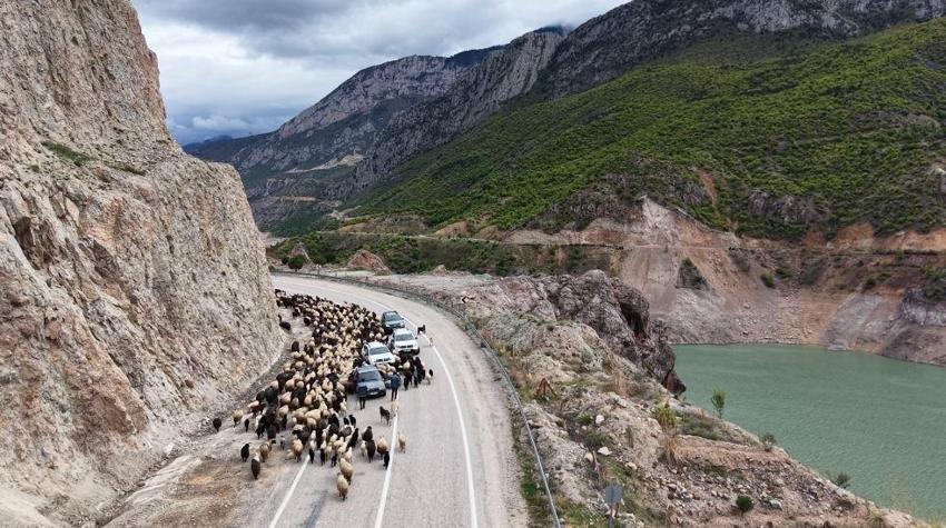 Artvin'de her Mayıs ortaya çıkıyor: Karayolunda görülmeye başlandı