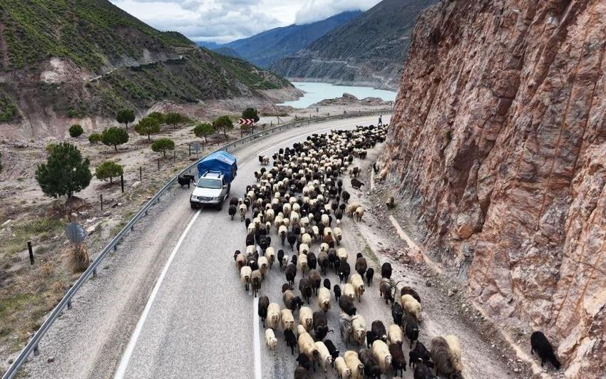Artvin'de her Mayıs ortaya çıkıyor: Karayolunda görülmeye başlandı