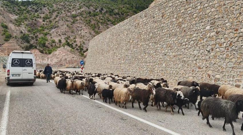 Artvin'de her Mayıs ortaya çıkıyor: Karayolunda görülmeye başlandı
