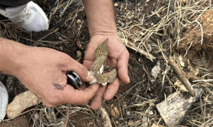 Köylülere gelir kaynağı oldu: 100 kilometre öteden gelip topluyorlar