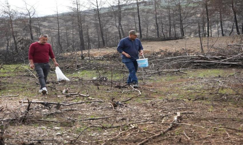 Köylülere gelir kaynağı oldu: 100 kilometre öteden gelip topluyorlar