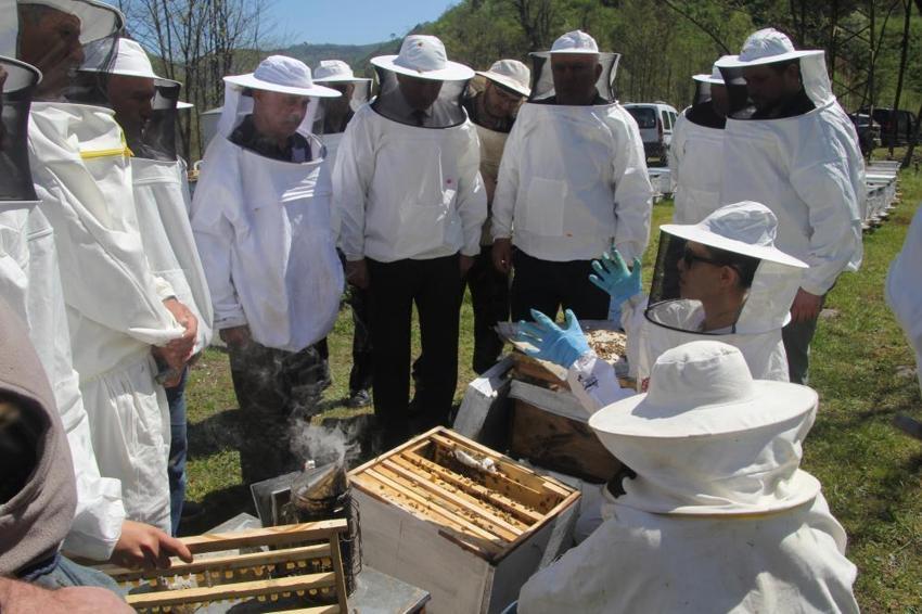 Ordu'da arıcılığın çehresi değişiyor: Arıcılar artık kendi kraliçelerini üretecek! Eğitimler tamamlandı, üretim başladı