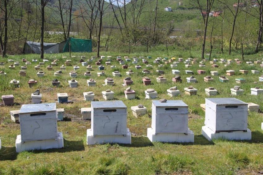 Ordu'da arıcılığın çehresi değişiyor: Arıcılar artık kendi kraliçelerini üretecek! Eğitimler tamamlandı, üretim başladı