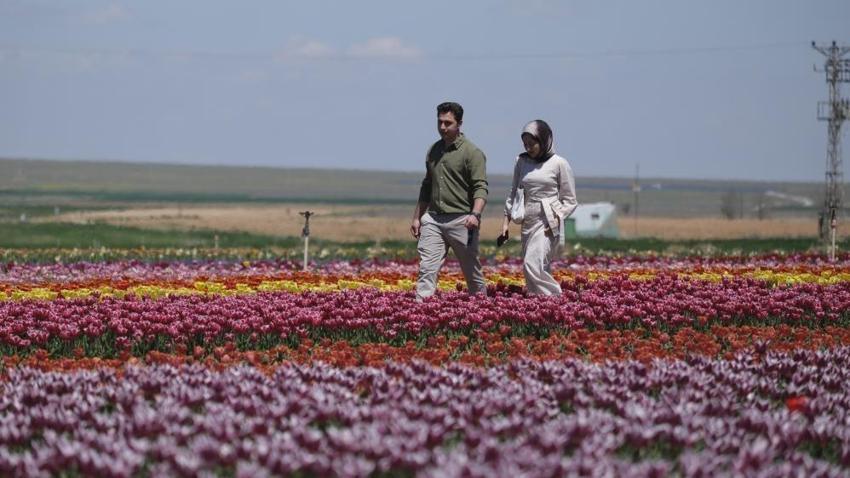 Lale tarlasına ziyaretçi akını: Karaman'da günlük 30 bin kişi geziyor!