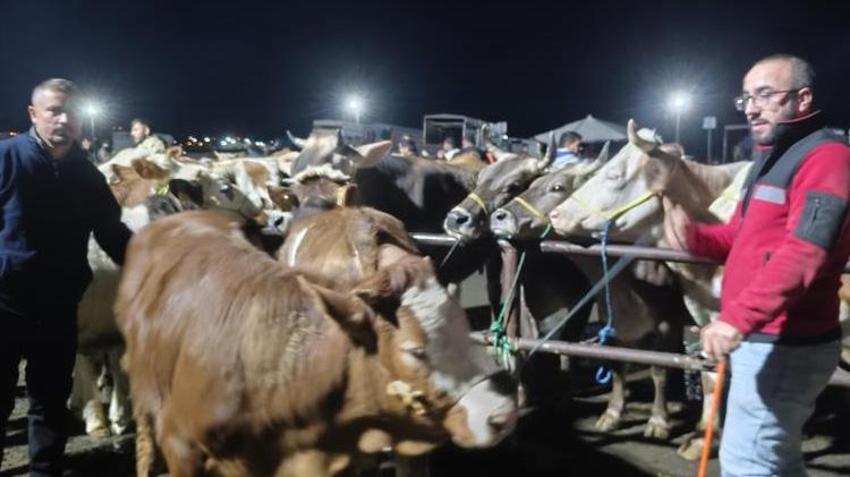 Kurbanlık hisse fiyatları belli oldu! Şarkışla pazarında pazarlıklar gece yarısına kadar sürüyor