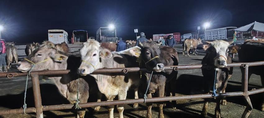 Kurbanlık hisse fiyatları belli oldu! Şarkışla pazarında pazarlıklar gece yarısına kadar sürüyor