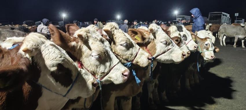 Kurbanlık hisse fiyatları belli oldu! Şarkışla pazarında pazarlıklar gece yarısına kadar sürüyor
