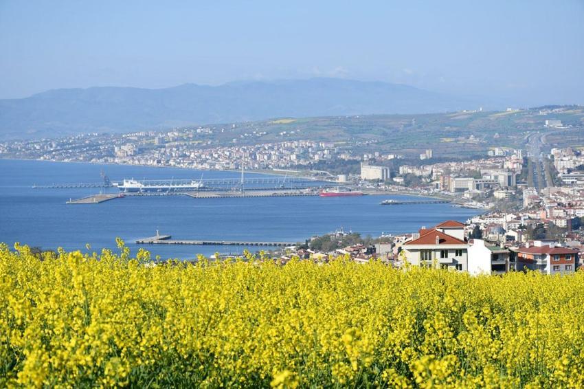 Kanola çiçekleri Tekirdağ'ı sarıya bürüdü: Kanola tarlaları kartpostallık manzaralar oluşturdu