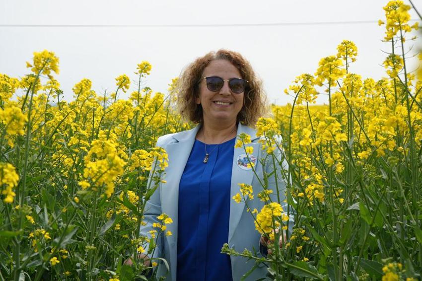 Kanola çiçekleri Tekirdağ'ı sarıya bürüdü: Kanola tarlaları kartpostallık manzaralar oluşturdu