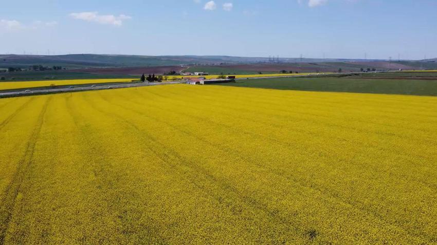 Kanola çiçekleri Tekirdağ'ı sarıya bürüdü: Kanola tarlaları kartpostallık manzaralar oluşturdu