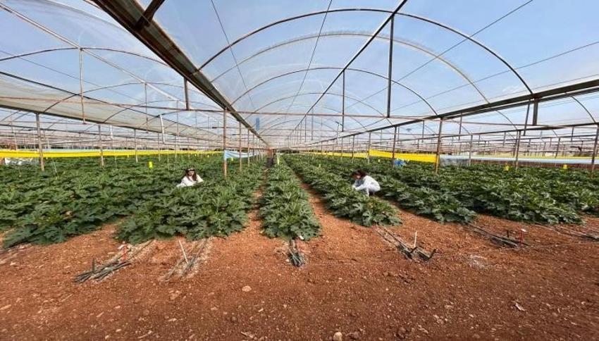 Antalya'da dünya sofraları için başladı: Hasat öncesi son kontrol yapıldı