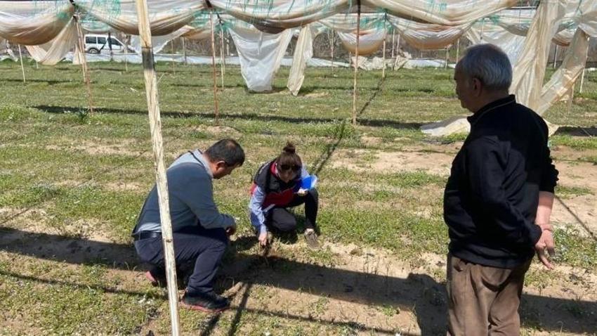 Antalya'da dünya sofraları için başladı: Hasat öncesi son kontrol yapıldı