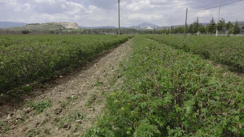 Isparta'da hasat yaklaşırken çiftçinin umudu artıyor! Rekolte beklentisi geçen seneye göre arttı