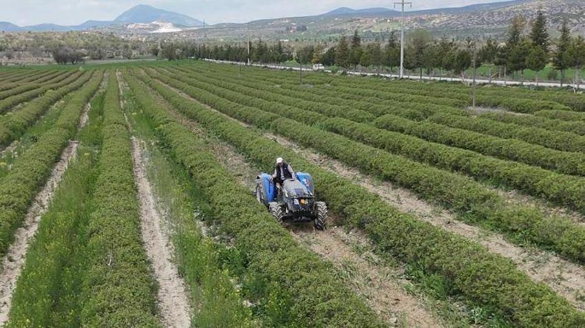 Isparta'da hasat yaklaşırken çiftçinin umudu artıyor! Rekolte beklentisi geçen seneye göre arttı