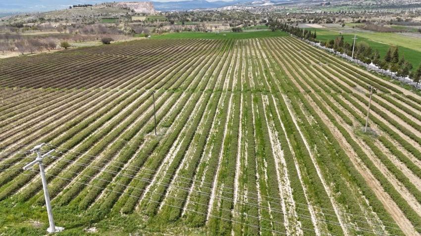 Isparta'da hasat yaklaşırken çiftçinin umudu artıyor! Rekolte beklentisi geçen seneye göre arttı