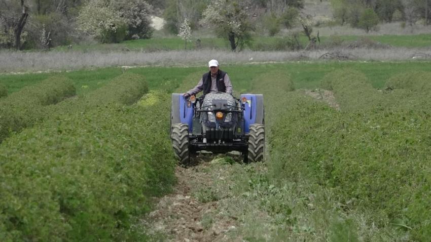 Isparta'da hasat yaklaşırken çiftçinin umudu artıyor! Rekolte beklentisi geçen seneye göre arttı