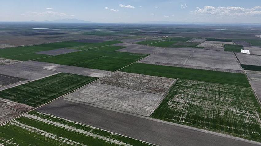 Konya Ovası'na bereket yağdı! Rekolte beklentisinde 500 bin ton artış gözlemleniyor