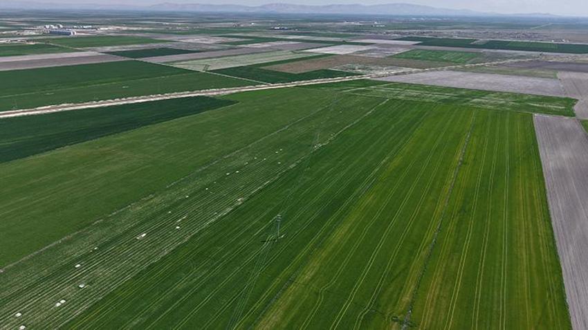 Konya Ovası'na bereket yağdı! Rekolte beklentisinde 500 bin ton artış gözlemleniyor