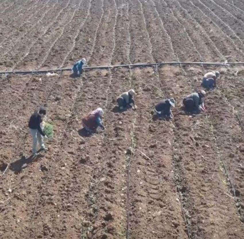 Elazığ'da 160 dekar alanda başladı: Merkez Sürsürü Mahallesi'nde üretilecek