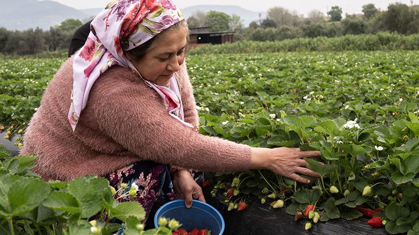 İzmir'de hasat gecikti, üretici zengin oldu! 16 bin ton üründen 500 milyon TL kazanç