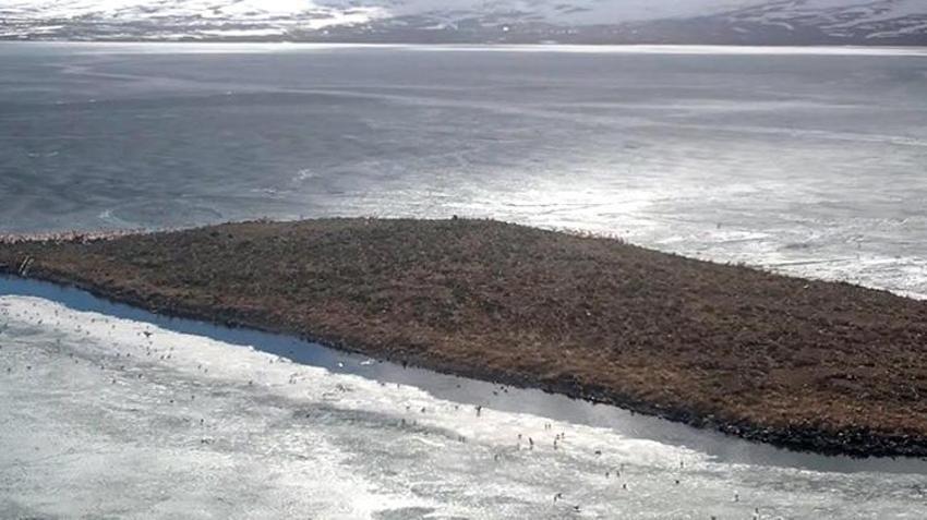 Çıldır Gölü'nde bahar mucizesi! Buzlar hala erimese de kuşlar geldi