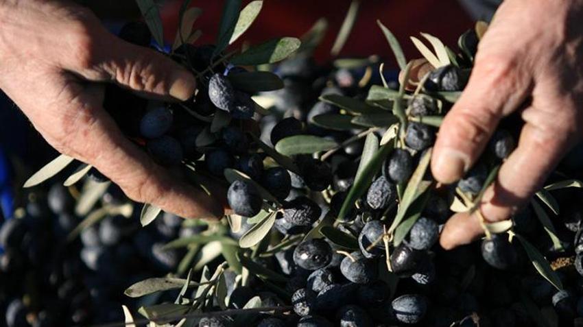 Zeytin ihraç ederken suyumuzu da gönderiyoruz! Bursa Ovalarında su stresi alarmı