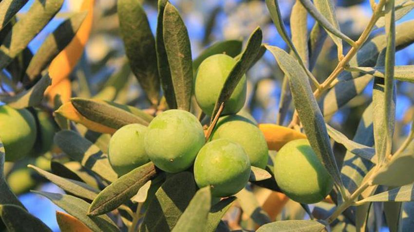 Zeytin ihraç ederken suyumuzu da gönderiyoruz! Bursa Ovalarında su stresi alarmı