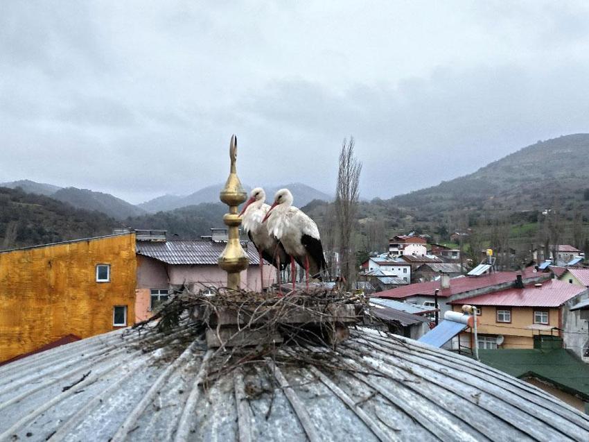 25 yıl sonra Tokat’ın Başçiftlik ilçesine dönen leylekler, nisan ayında kar altında kaldı