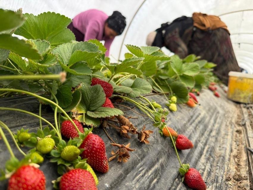 Tarla ile market arasında uçurum var: Antalya'da üretici bile inanmıyor
