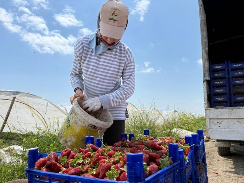 Tarla ile market arasında uçurum var: Antalya'da üretici bile inanmıyor