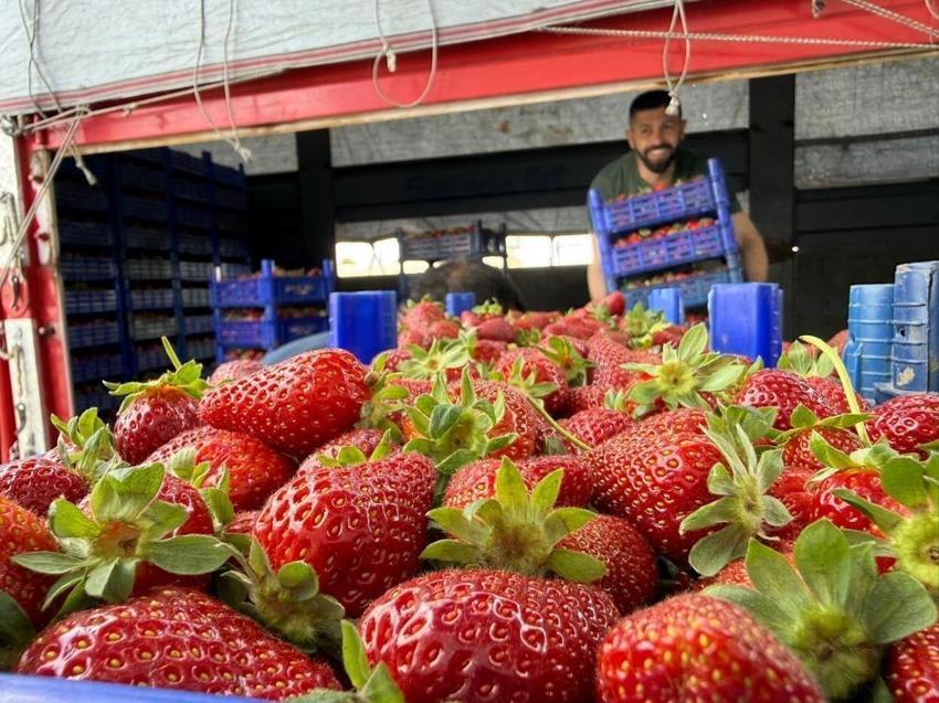 Tarla ile market arasında uçurum var: Antalya'da üretici bile inanmıyor