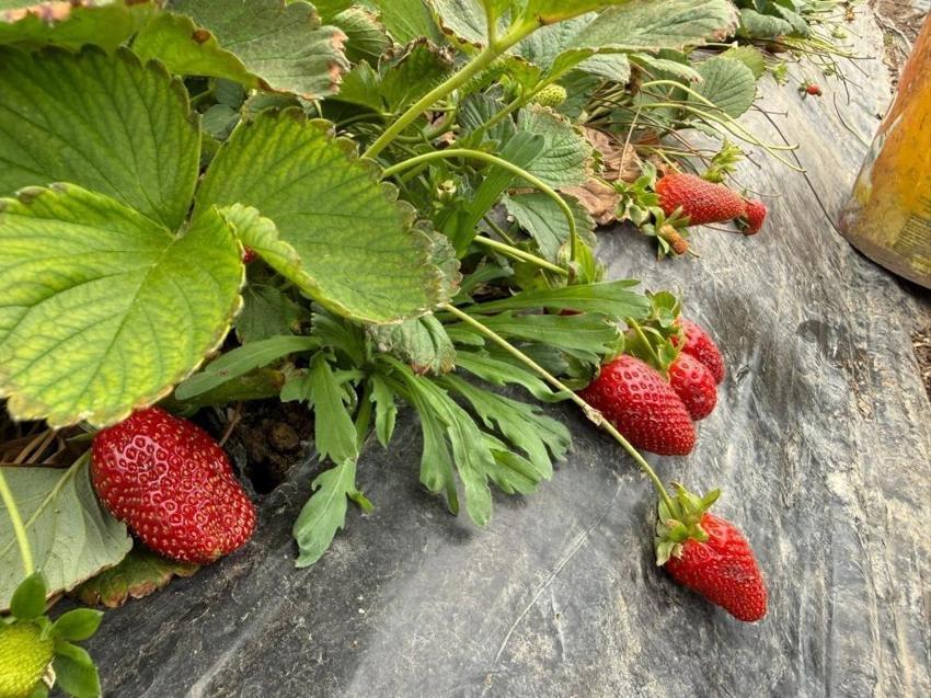 Tarla ile market arasında uçurum var: Antalya'da üretici bile inanmıyor