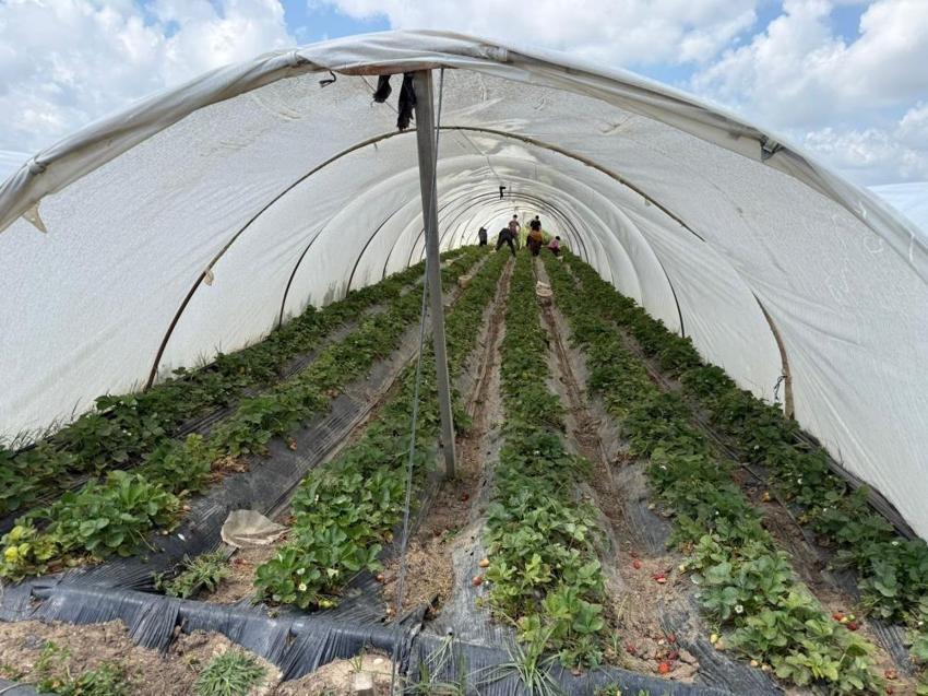 Tarla ile market arasında uçurum var: Antalya'da üretici bile inanmıyor