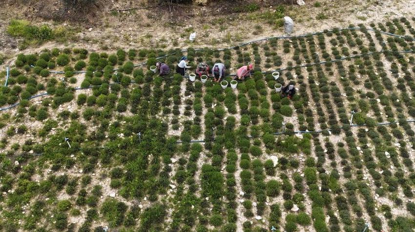 Hatay'ın köyünde hasat başladı! 10 ton şimdiden bitti, kilosu 400 TL'den kapış kapış gidiyor