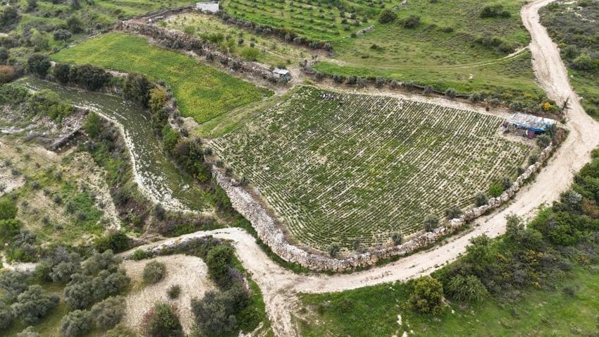 Hatay'ın köyünde hasat başladı! 10 ton şimdiden bitti, kilosu 400 TL'den kapış kapış gidiyor
