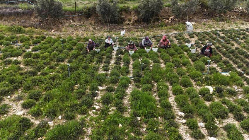 Hatay'ın köyünde hasat başladı! 10 ton şimdiden bitti, kilosu 400 TL'den kapış kapış gidiyor