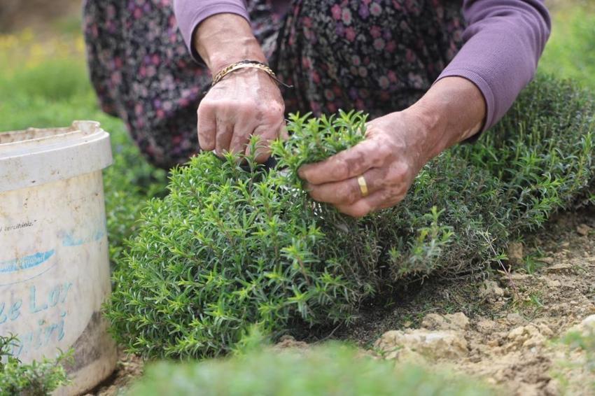 Hatay'ın köyünde hasat başladı! 10 ton şimdiden bitti, kilosu 400 TL'den kapış kapış gidiyor