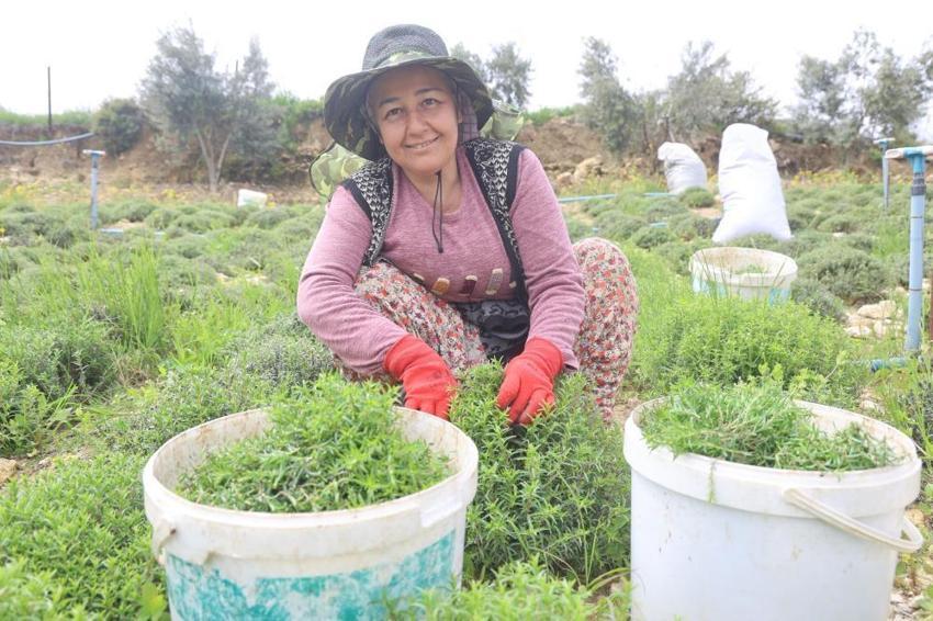Hatay'ın köyünde hasat başladı! 10 ton şimdiden bitti, kilosu 400 TL'den kapış kapış gidiyor