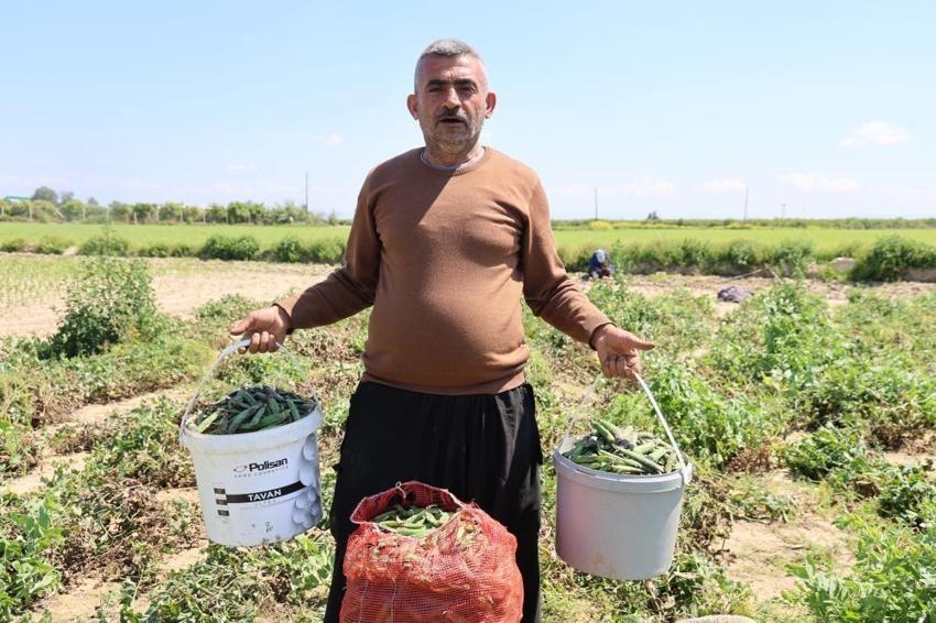 Tarlada 60, pazarda 100 TL! Adana'da hasat başladı: Talep çok, hemen bitiyor