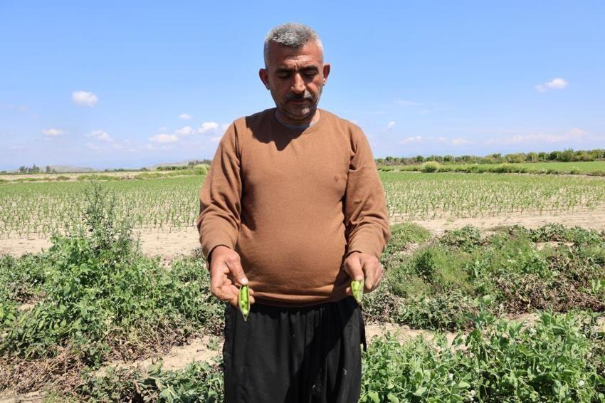 Tarlada 60, pazarda 100 TL! Adana'da hasat başladı: Talep çok, hemen bitiyor