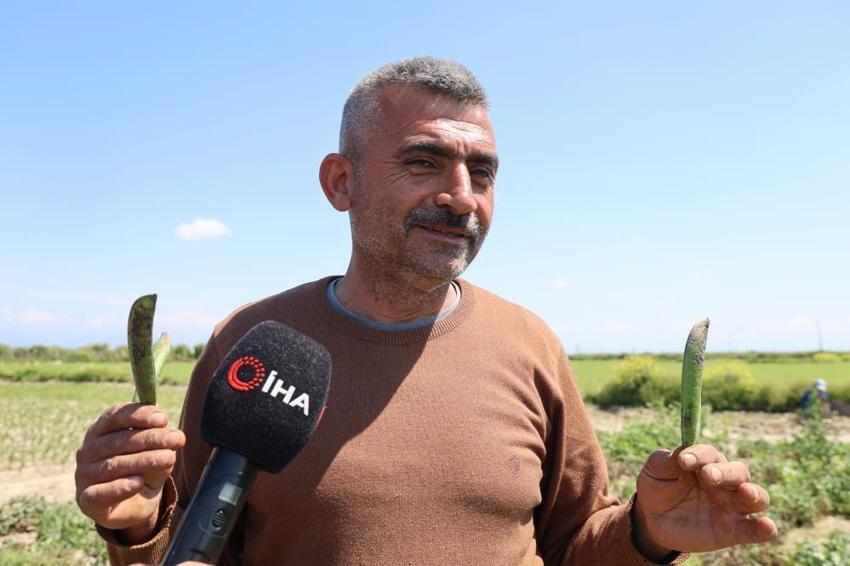Tarlada 60, pazarda 100 TL! Adana'da hasat başladı: Talep çok, hemen bitiyor