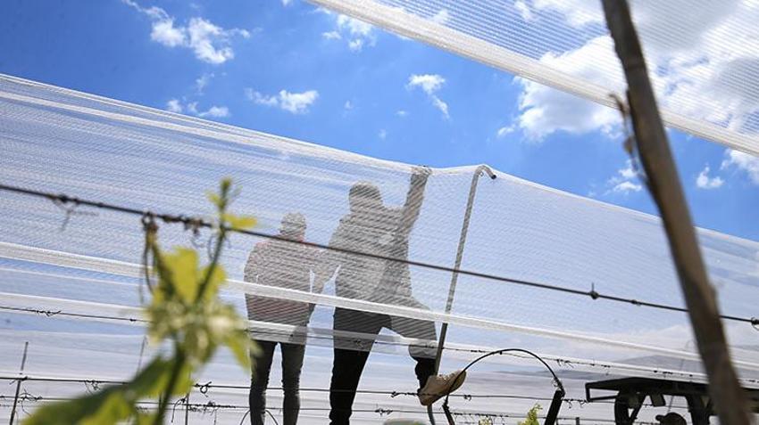 Manisa'da üzüm bağlar koruma altında! Dolu tülüyle üzümde kayıp sıfıra iniyor: 50 derece sıcağa meydan okuyor