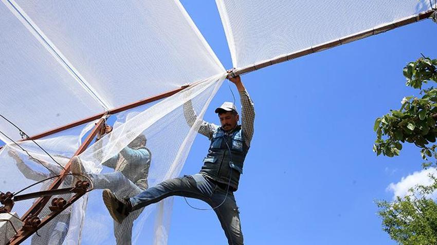 Manisa'da üzüm bağlar koruma altında! Dolu tülüyle üzümde kayıp sıfıra iniyor: 50 derece sıcağa meydan okuyor