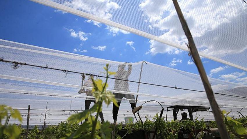 Manisa'da üzüm bağlar koruma altında! Dolu tülüyle üzümde kayıp sıfıra iniyor: 50 derece sıcağa meydan okuyor