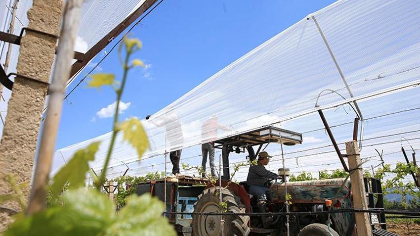 Manisa'da üzüm bağlar koruma altında! Dolu tülüyle üzümde kayıp sıfıra iniyor: 50 derece sıcağa meydan okuyor