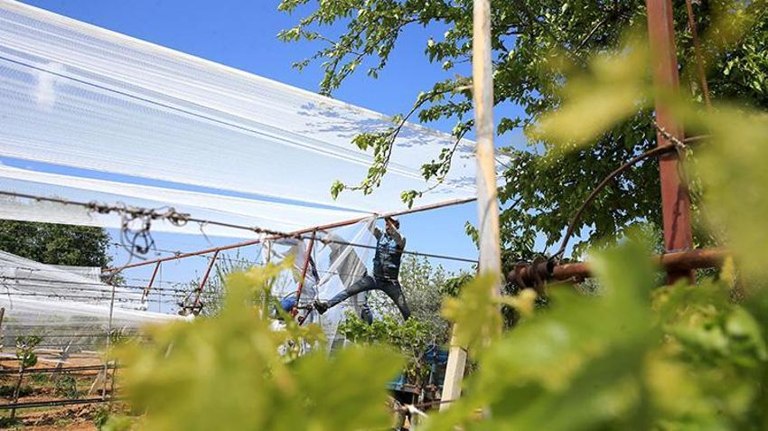 Manisa'da üzüm bağlar koruma altında! Dolu tülüyle üzümde kayıp sıfıra iniyor: 50 derece sıcağa meydan okuyor