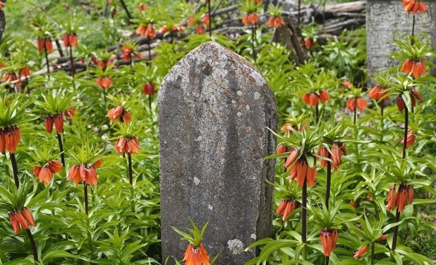 Bitlis'te açan ters laleler görenleri hayrete düşürüyor!