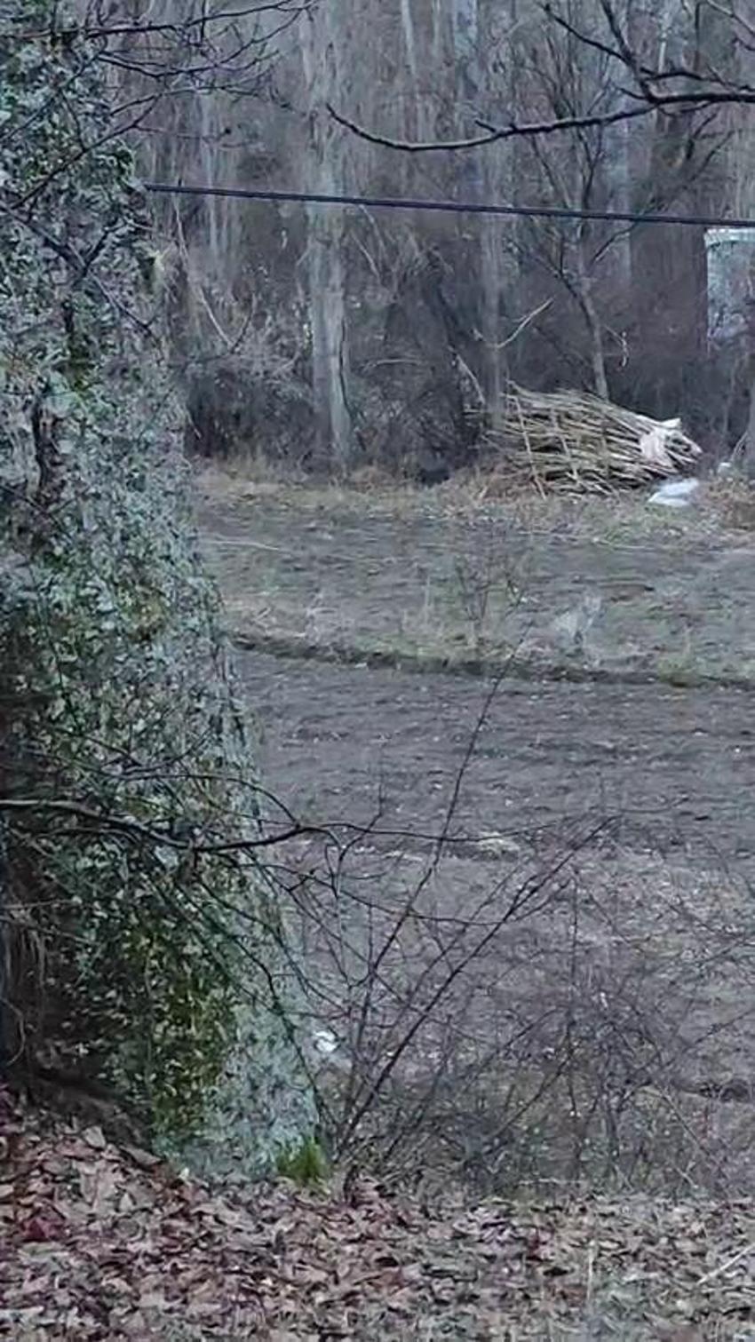 Nesli tükenme tehlikesinde olan vaşak Tortum'da görüntülendi